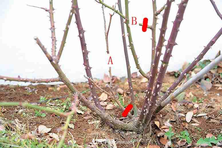 月季栽培养护指南，手把手教你冬季大花月季的修剪方法(图5)