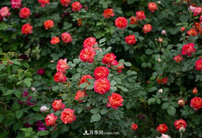 最值得栽的10种藤本月季，每一种都很优秀(图8)