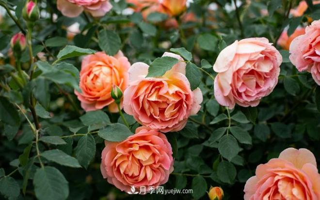 最值得栽的10种藤本月季，每一种都很优秀(图4)