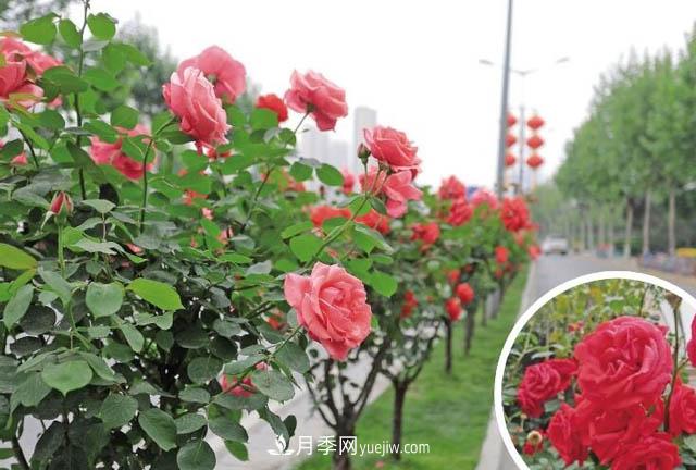 西安高新区，夏季树状月季花开正艳(图1)