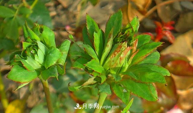 中国古老月季品种-绿萼(图2)