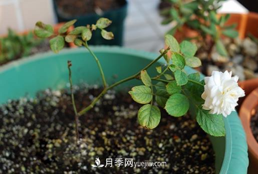 月季牙签苗怎么饲养(图1)