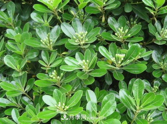 灌木苗木有哪些：21种常见灌木介绍(图10)