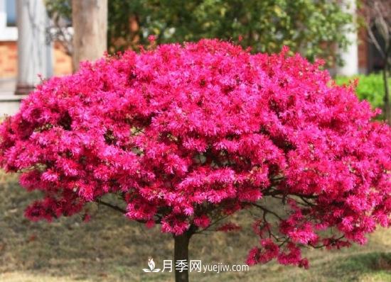 灌木苗木有哪些：21种常见灌木介绍(图14)