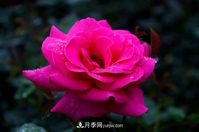 月季正红：唯有此花开不厌，一年长占四时春(图1)