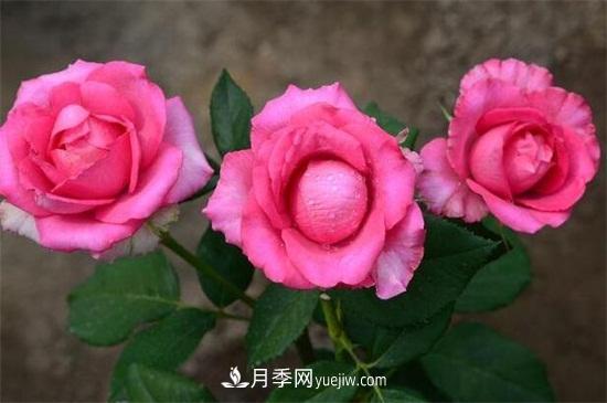 月季花的花语知多少(图2)