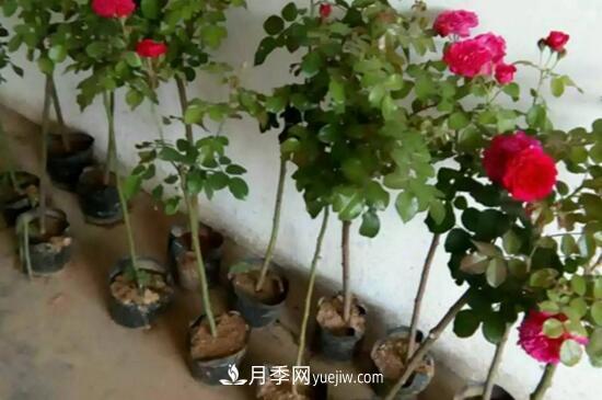 藤本月季怎么过冬(图1)