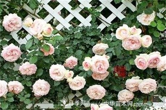 南阳藤本月季基地的主要品种(图1)