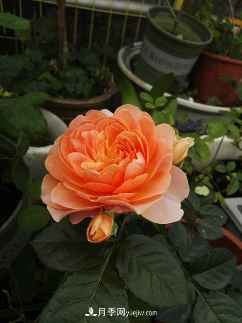 6款月季，家里养月季选它，好看好养好闻，是盆栽佳品(图1)