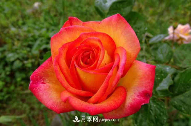 花魂月季的优缺点是什么？(图1)