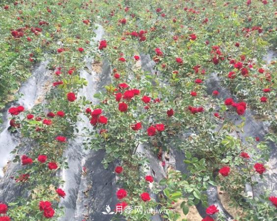 天山王子，吉林长春耐寒月季耐零下35度低温(图1)