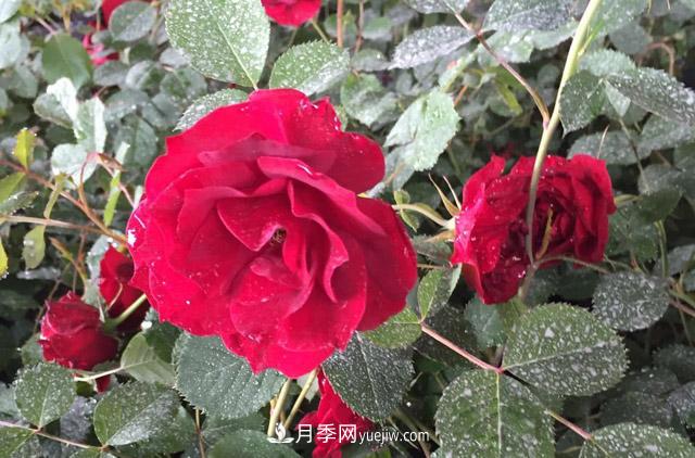 天山王子月季(图1)