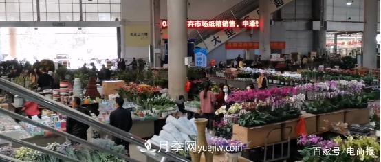 亚洲最大花卉小镇：昆明斗南玫瑰4毛一支，年销70亿！(图1)