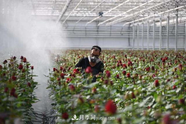 西北最大月季种质资源圃将落户兰州新区(图1)