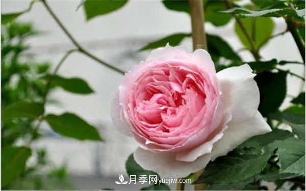 十大勤花月季名单，最经典勤花月季花推荐(图1)