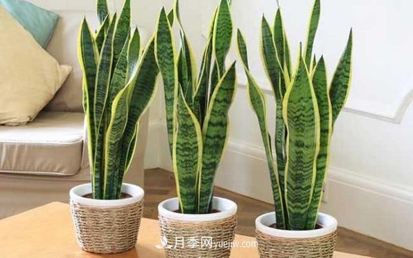 室内十大净化空气植物，谁吸收有害气体最有效？(图3)