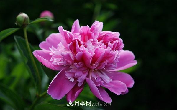 常见的草本植物有哪些？(图1)