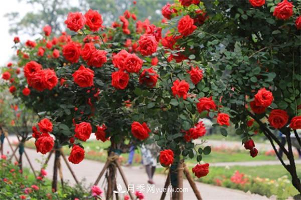 怎么判断月季是不是死了？(图1)