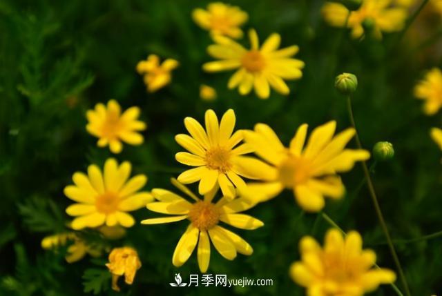 为啥这些花能脱颖而出，成为国庆花坛里的主流(图4)