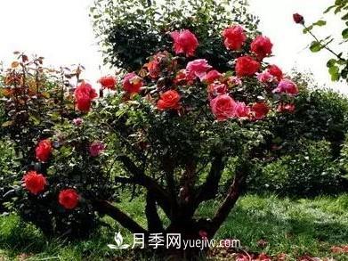 常规的月季树多少钱一棵？(图3)