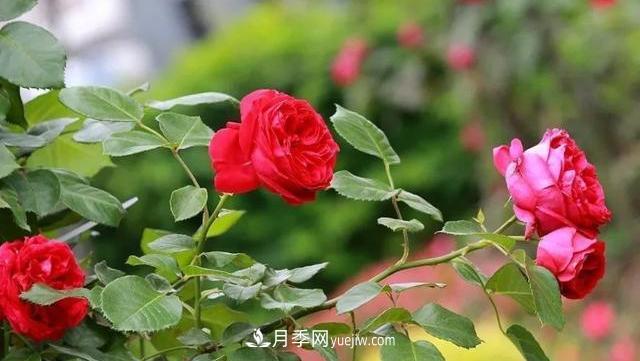 怎么让高的月季长成矮的月季呢？(图2)