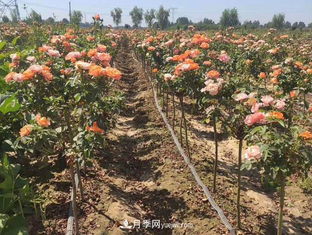 棒棒糖月季树和树桩月季有什么区别？(图1)