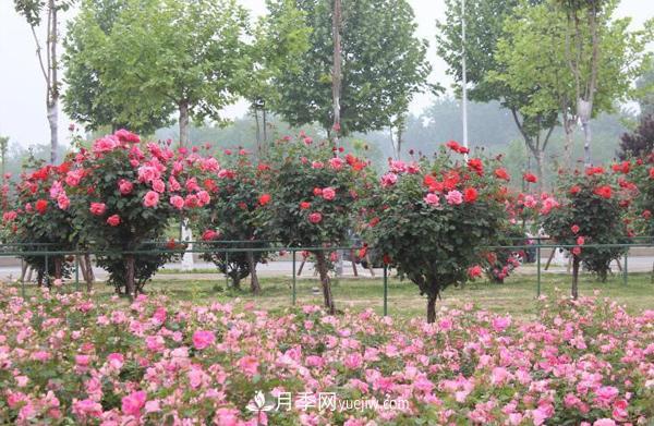 绿化工程用树状月季(图1)