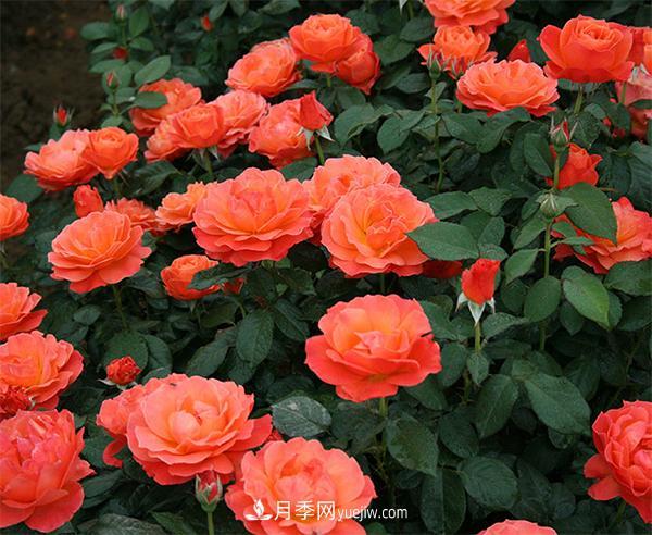 秋季冬季栽种大花月季合适吗？(图1)