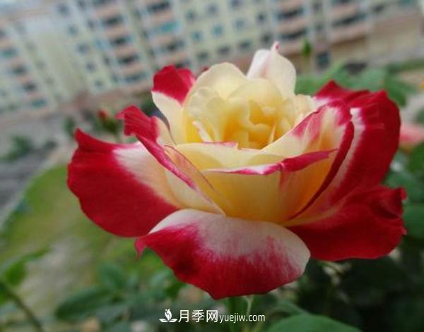 一般盆栽大花月季什么时间修剪比较好？(图1)