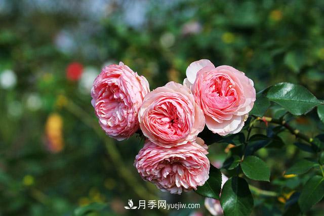 不畏严冬忘我绽放 上海辰山月季花开不厌四时春(图3)