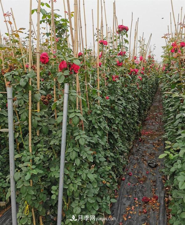 2米高度的藤本月季价格(图1)