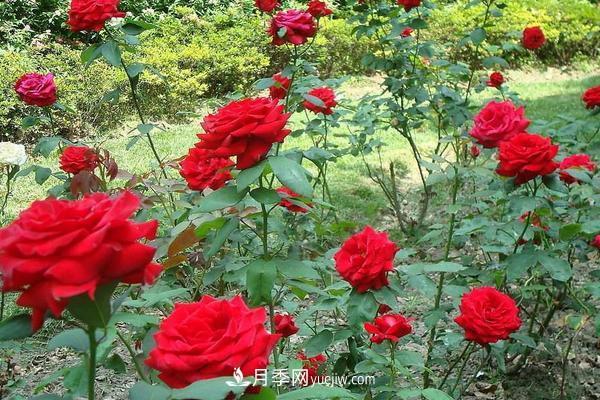 玫瑰花种植技术（含盆栽养殖方法及注意事项）(图1)