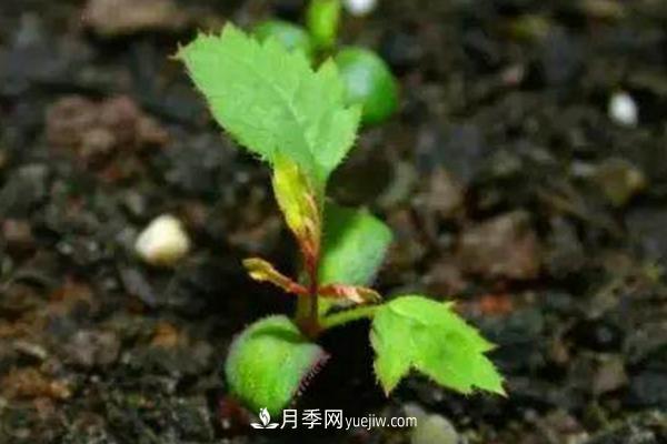 月季一年开几次花 月季种子怎么种(图4)