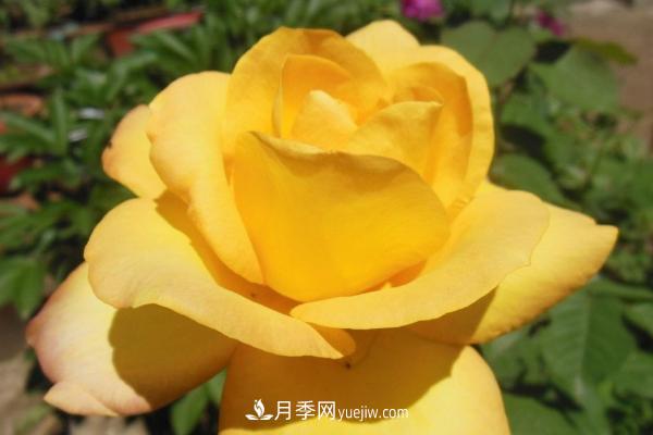 微型月季什么品种最好？微型月季怎么修剪枝叶？(图4)