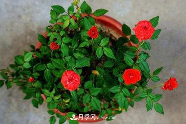 微型月季什么品种最好？微型月季怎么修剪枝叶？(图10)
