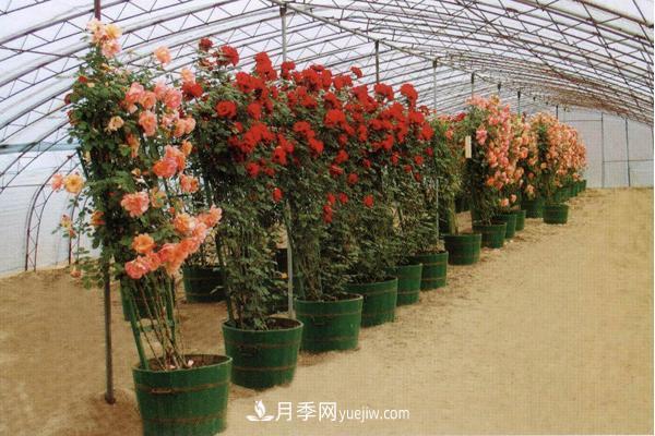 家庭阳台怎么养藤本月季？盆栽藤本月季怎么浇水？(图4)