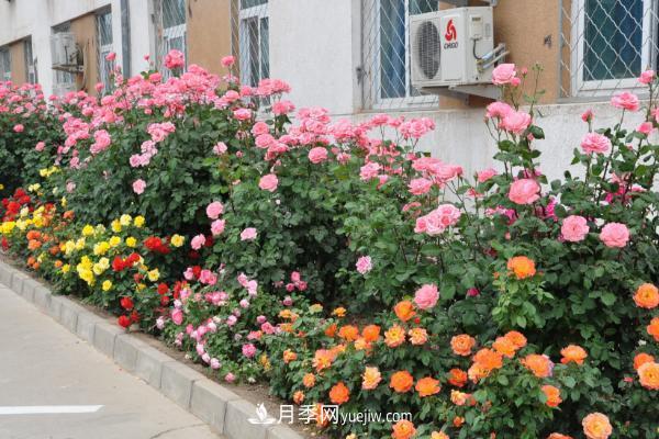 家庭阳台怎么养藤本月季？盆栽藤本月季怎么浇水？(图2)