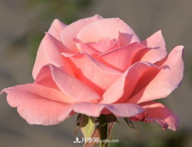 月季花的栽培技术和最佳种植时间？(图2)