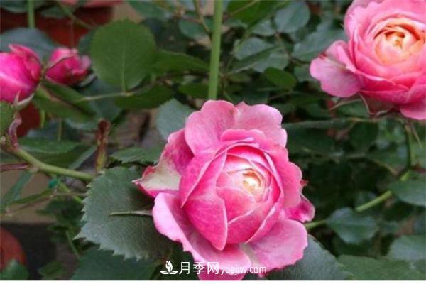 浪漫比克月季优缺点是什么(图1)