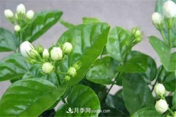 什么花养的最快最漂亮(图1)