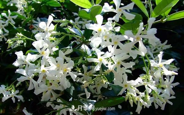 爬藤最快的花卉有哪些 爬藤月季简单好养长的快(图1)