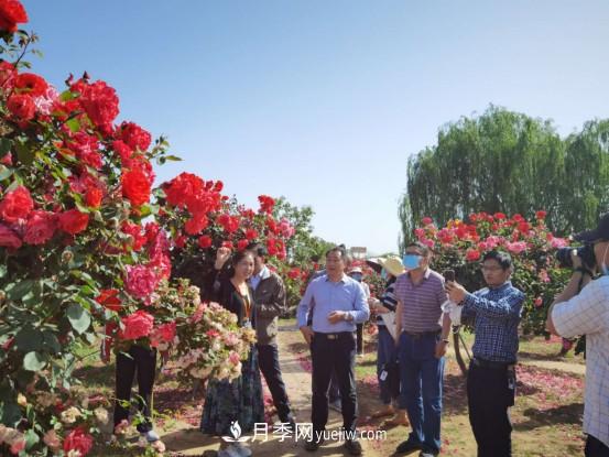 河南省四优四化项目 助推南阳月季、栀子产业发展(图4)