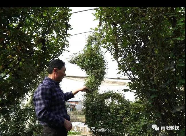 南阳月季大师——赵国强(图2)