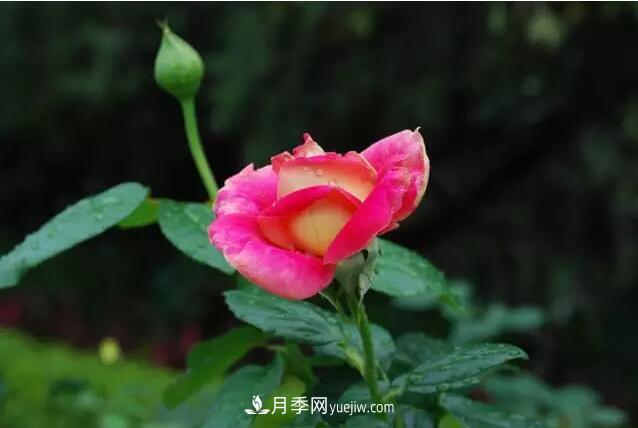 藤月如何选？这些经典品种随便种一棵，都能美爆你的花园(图2)