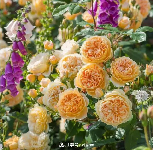 藤月如何选？这些经典品种随便种一棵，都能美爆你的花园(图3)