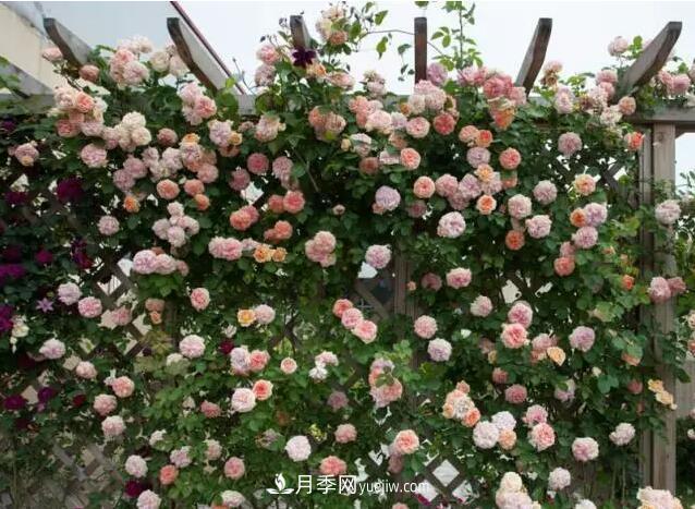 藤月如何选？这些经典品种随便种一棵，都能美爆你的花园(图5)