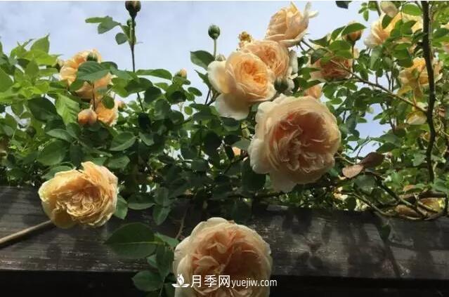 藤月如何选？这些经典品种随便种一棵，都能美爆你的花园(图8)