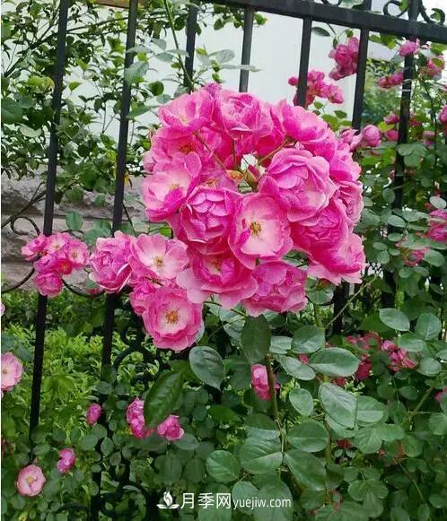 藤月如何选？这些经典品种随便种一棵，都能美爆你的花园(图13)