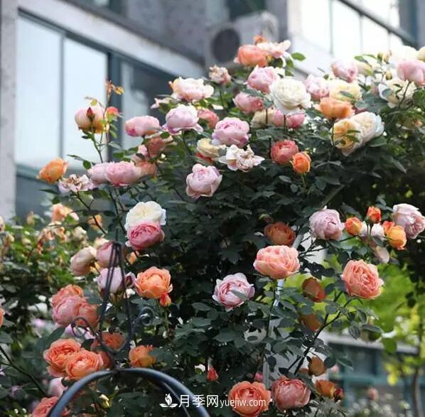 藤月如何选？这些经典品种随便种一棵，都能美爆你的花园(图15)