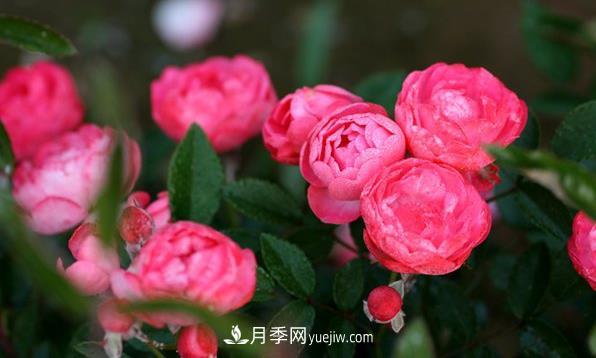 微型月季如何进行日常管理栽种(图1)